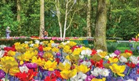 Keukenhof Gardens & Amsterdam - 3 Nights