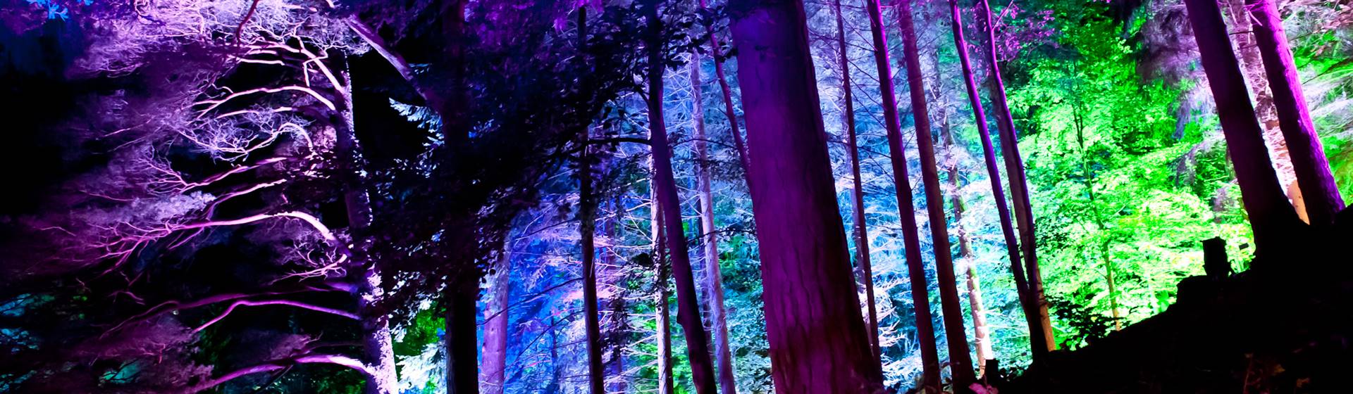 Autumn Gold & Enchanted Forest - 6 Nights