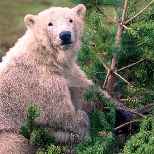 Cairngorms & Highland Wildlife Park