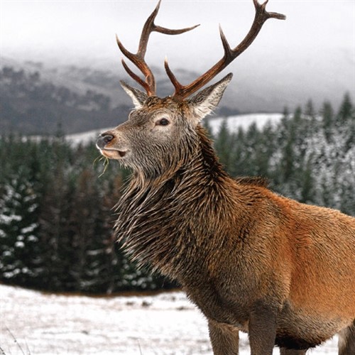 Christmas in the Trossachs